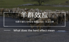 羊群效应是什么意思,羊群效应的启示
